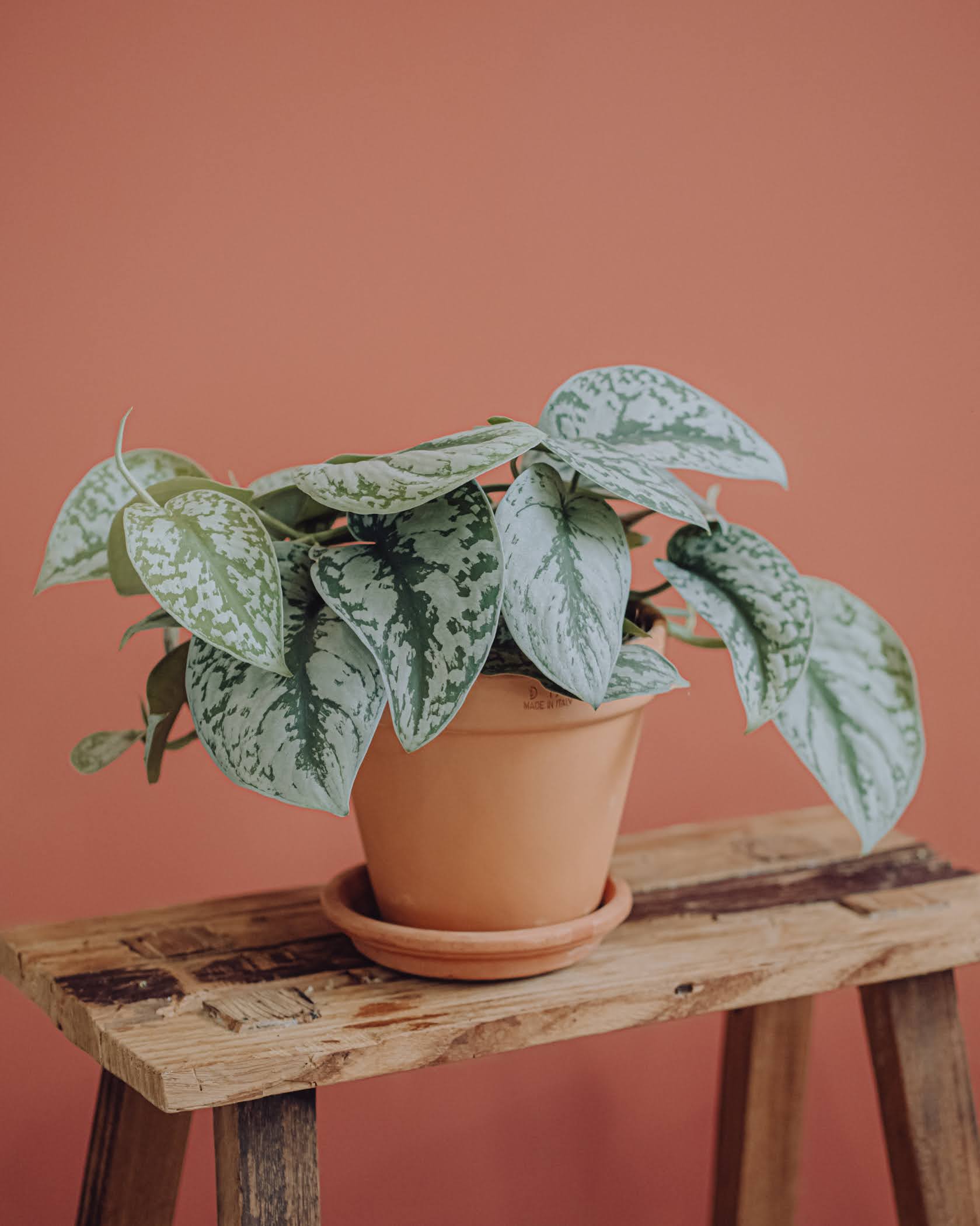 Mini plante : achat en ligne et livraison - INTERFLORA